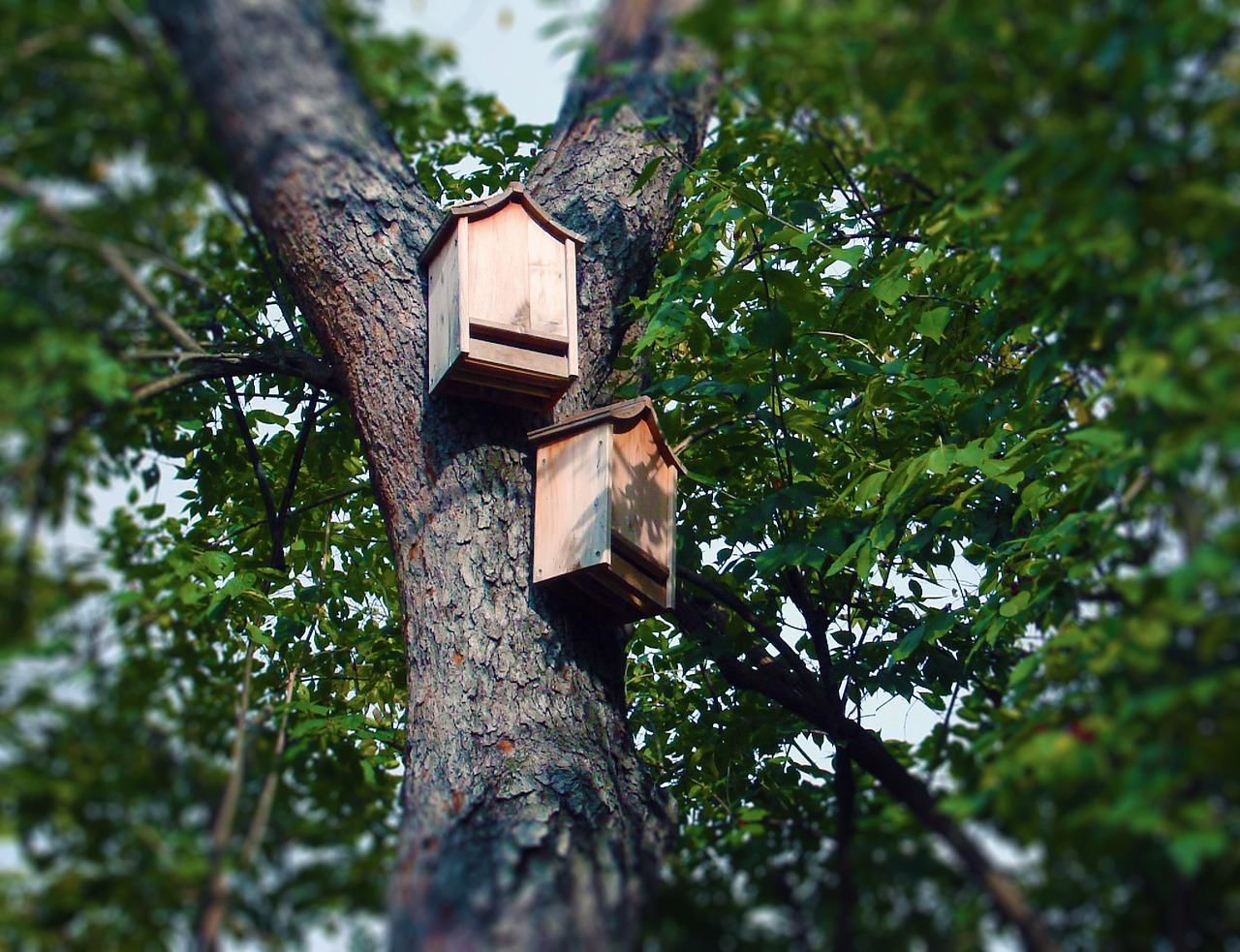 Install a bat house